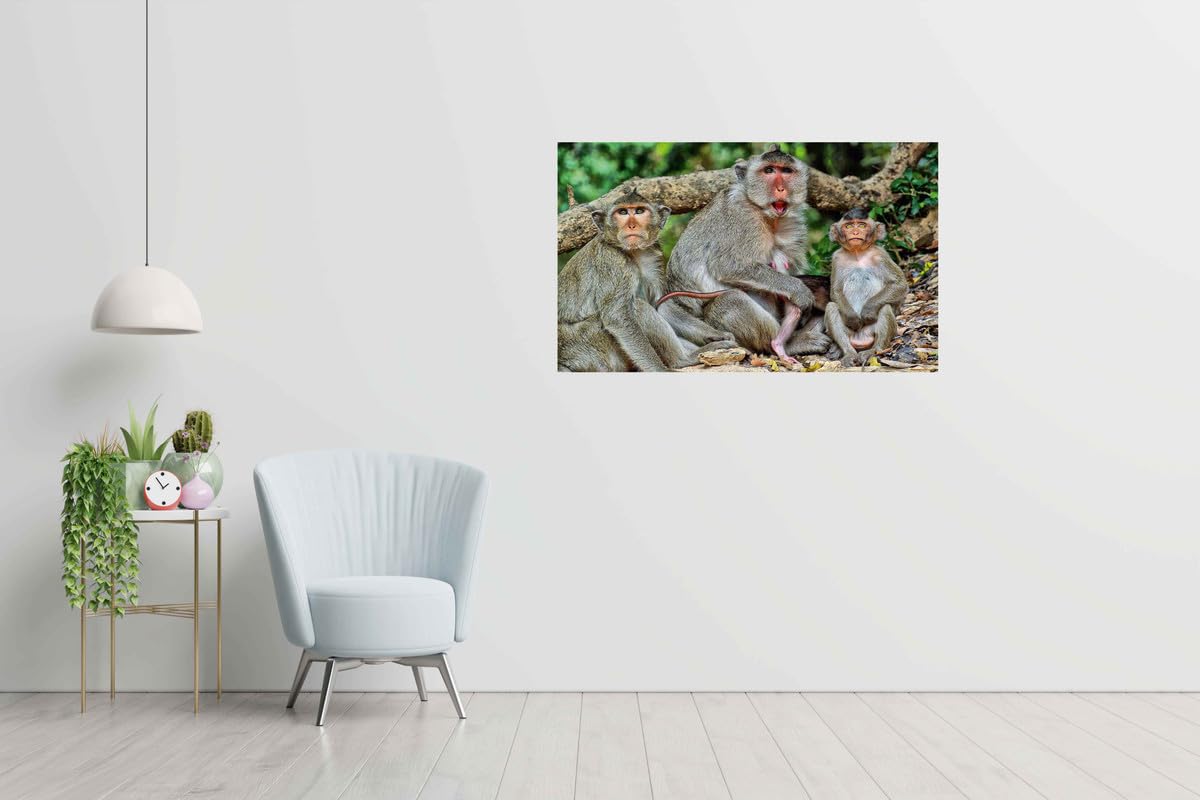 Baldau Prints Monkey Langur Photo Big Size Flex Wall Poster For Room (Gloss Finish, 24X36 Inch, 210 Gsm) F-328